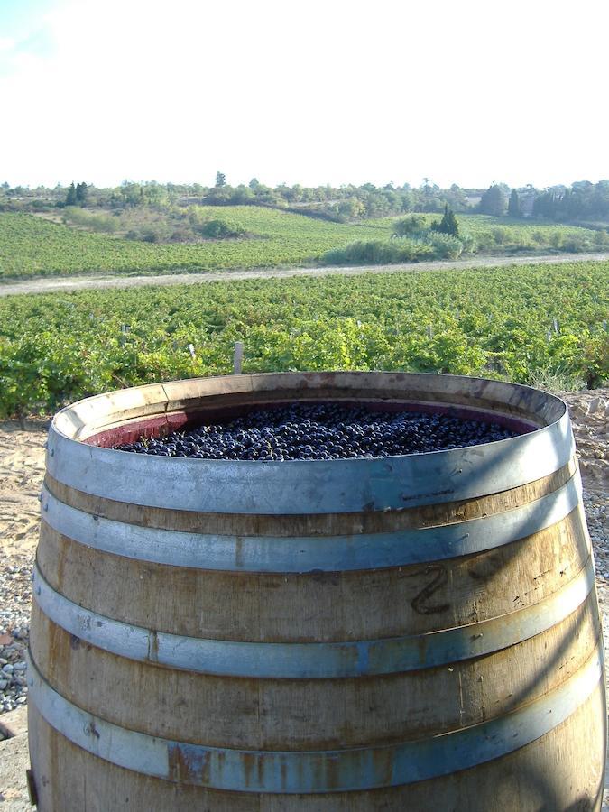 O'Vineyards B&B Carcassonne Villemoustaussou Habitación foto