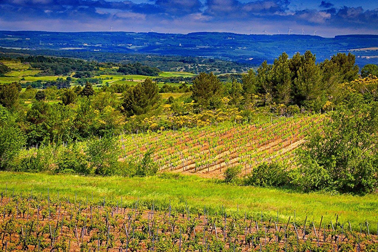 O'Vineyards B&B Carcassonne Villemoustaussou Exterior foto